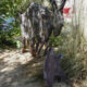Buffalo Mother