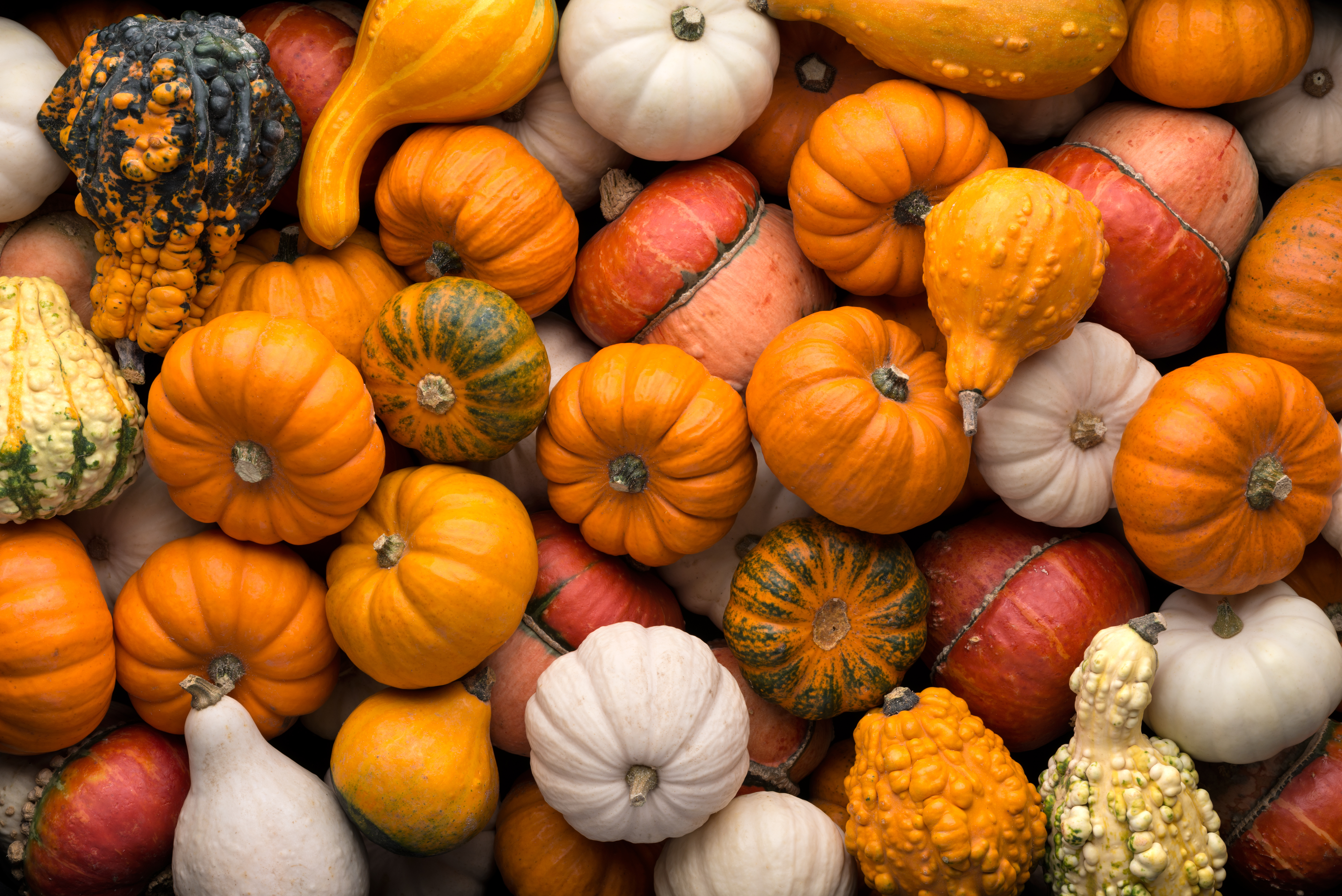 Variety of pumpkins